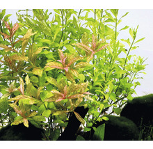 Akvarieväxt DENNERLE PLANTS Vattenvän, rosanerviga blad Hygrophila polysperma Sunset-thumb-1
