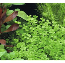 Akvarieväxt DENNERLE PLANTS Bred slamblinka Micranthemum umbrosum-thumb-2