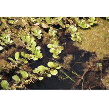 Akvarieväxt DENNERLE PLANTS Flytludwigia Ludwigia helminthorrhiza-thumb-1