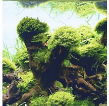 Akvarieväxt DENNERLE PLANTS Akvariebålmossa Riccardia chamedryfolia in vitro-thumb-2