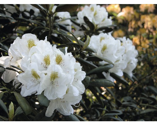 Rhododendron FLORASELF Rhododendron Cunningham's White 60-70cm Co 15L