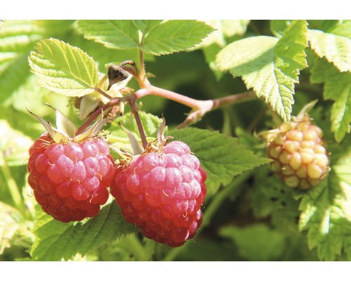 Hösthallon Hof:Obst Rubus idaeus Autumn Belle® 30-40cm Co 3,4L