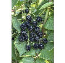 Stora björnbär Hof:Obst Rubus fruticosus Navaho Big Easy® 30-40cm Co 3,4L-thumb-0