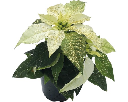 Julstjärna FLORASELF Euphorbia pulcherrima Princettia Pure White 15-20xØ6cm