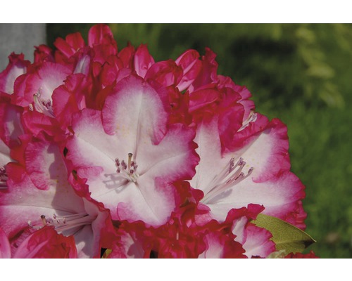 Storblommig alpros FLORASELF Rhododendron-hybrid Hortinno, XXL-blommor 35-45cm co 3L blandade färger