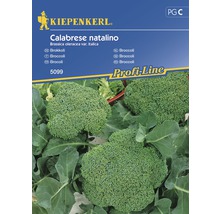 Grönsaksfrö KIEPENKERL Broccoli Cal. Natalino-thumb-0