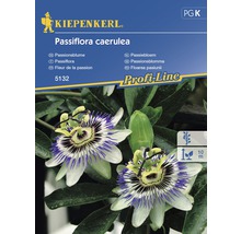 Blomfrö KIEPENKERL Passiflora Caerulea-thumb-0