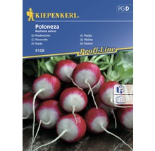 Grönsaksfrö KIEPENKERL Rädisa Poloneza-thumb-0