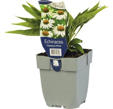 Vit solhatt Echinacea 'Meditation White'® 5-50cm co 0,5L-thumb-0