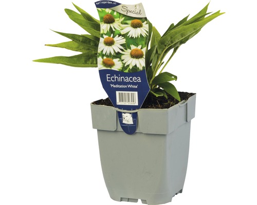 Vit solhatt Echinacea 'Meditation White'® 5-50cm co 0,5L-0