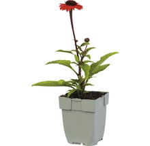 Orange solhatt Echinacea purpurea 'Sun Seekers Bright Orange'® 5-50cm co 0,5L-thumb-1