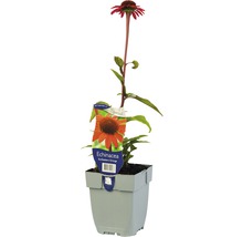 Orange solhatt Echinacea purpurea 'Sun Seekers Bright Orange'® 5-50cm co 0,5L-thumb-0