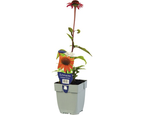 Orange solhatt Echinacea purpurea 'Sun Seekers Bright Orange'® 5-50cm co 0,5L-0