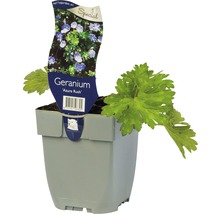 Trädgårdsnäva Geranium wallichianum 'Azure Rush'® 5-30 cm co 0,5L 6st-thumb-0