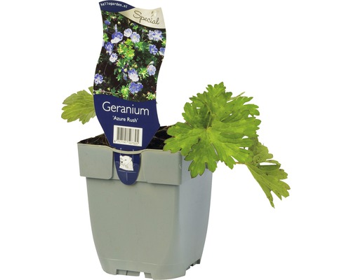 Trädgårdsnäva Geranium wallichianum 'Azure Rush'® 5-30 cm co 0,5L 6st-0