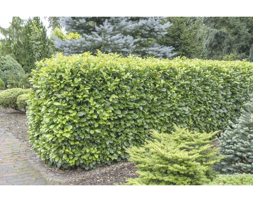 Lagerhägg FLORASELF Prunus laurocerasus Etna® 80-100 cm co 15L