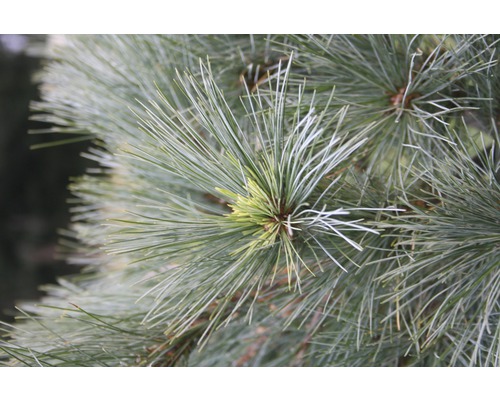 Weymouthtall Botanico Pinus strobus Radiata 40-50cm Co 10L