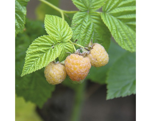 Hallon Hof:Obst Rubus idaeus 'Autumn Sun' ® 30-40cm co 3,4L