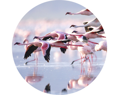 Fototapet SPECIAL DECORATION non-woven Flamingo Ø142,5cm