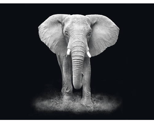 Fototapet SPECIAL DECORATION Elefant svartvit 5 delar 243x184cm