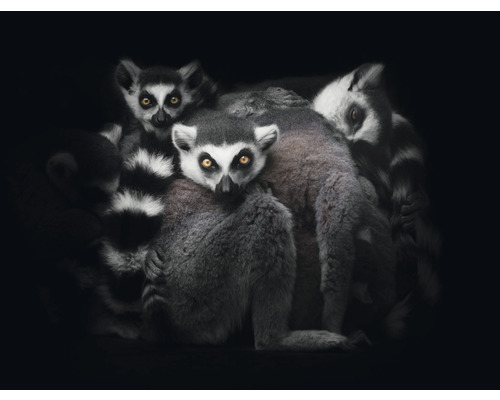 Fototapet SPECIAL DECORATION Lemur 5 delar 243x184cm