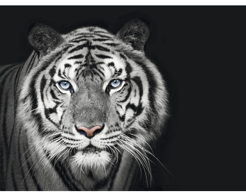 Fototapet SPECIAL DECORATION Tiger svartvit 5 delar 243x184cm