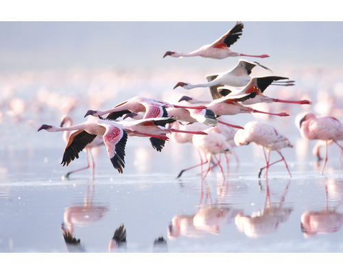 Fototapet SPECIAL DECORATION Flamingo 5 delar 243x184cm