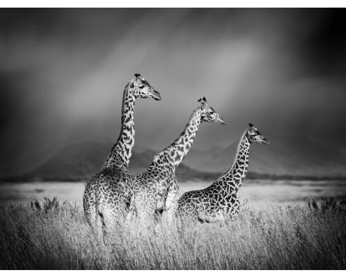 Fototapet SPECIAL DECORATION Giraffer svartvit 5 delar 243x184cm