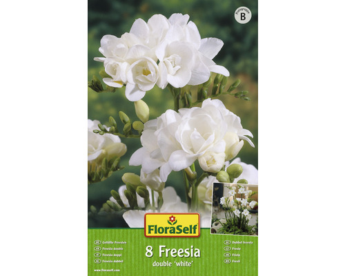 Blomsterlökar FLORASELF Freesia dubbel White 10st
