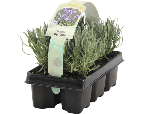 Lavendel FLORASELF Lavandula angustifolia Felice 5-20cm 6-pack-0