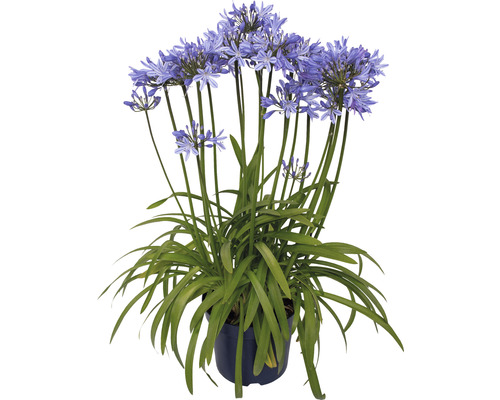 Afrikas blå lilja FLORASELF Agapanthus africanus Amourette Superb totalhöjd ca 40-50cm Ø17cm blå