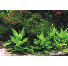 Akvarieväxt DENNERLE PLANTS Vattenvän med korta stänglar Hygrophila corymbosa Compact-thumb-1