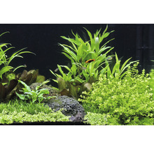 Akvarieväxt DENNERLE PLANTS Bred slamblinka Micranthemum umbrosum-thumb-1