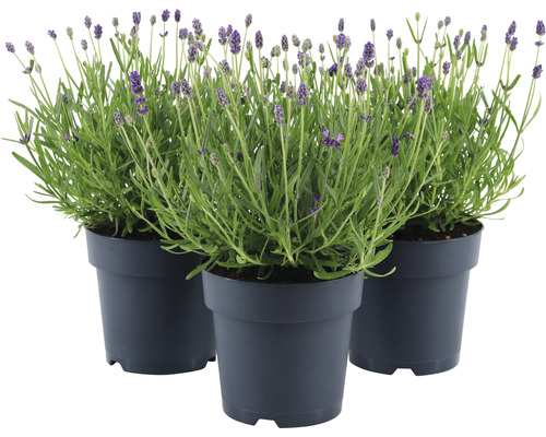 Lavendel FLORASELF Lavandula angustifolia Felice 20-25cm Co 1,5L 6st