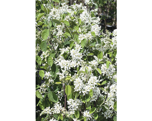 Bärhäggmispel Amelanchier alnifolia 20-40cm 10-pack