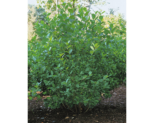 Slånaronia Aronia × prunifolia 'Elata' 20-40cm 10-pack