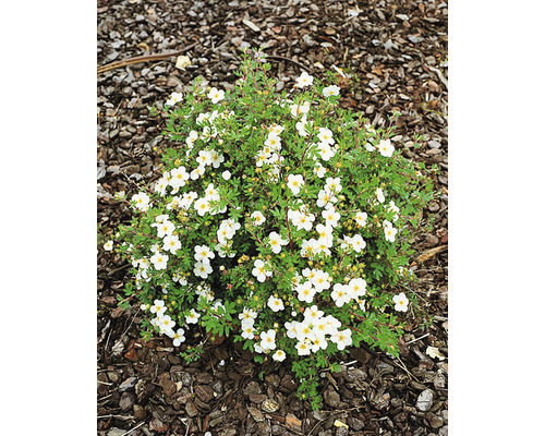 Trädgårdstok Dasiphora (Fruticosa-Gruppen) 'Abbotswood' 20-40cm 10-pack