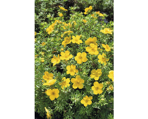 Trädgårdstok Dasiphora (Fruticosa-Gruppen) 'Goldfinger' 20-40cm 10-pack