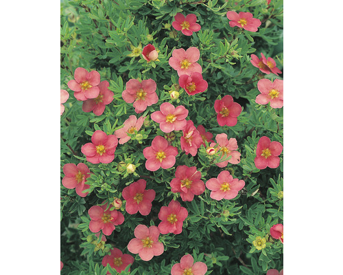 Trädgårdstok Dasiphora (Fruticosa-Gruppen) 'Pink Beauty' PBR 20-40cm 10-pack