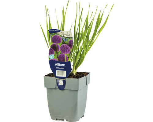Trädgårdskantlök FLORASELF Allium 'Millenium' 5-20 cm co 0,5L-0