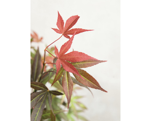 Japansk röd lönn Acer palmatum Atropurpureum 40-50cm Co 3L