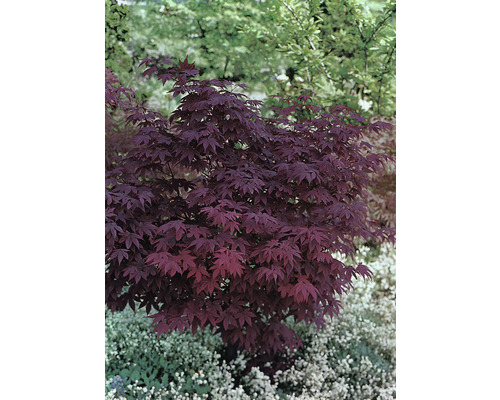 Japansk röd lönn Acer palmatum Atropurpureum 60-80cm Co 6,5L