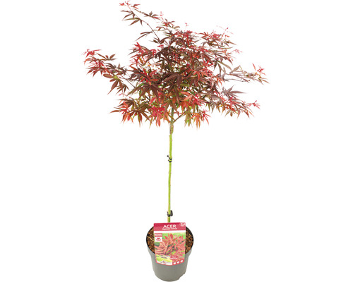 Japansk lönn Acer palmatum Shaina 40cm Co 3L