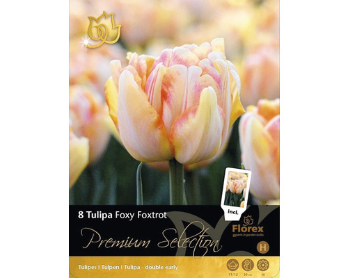 Blomsterlökar Premium Selection Tulpan Foxy Foxtrot 8-pack