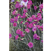 Trädgårdsnejlika FLORASELF Dianthus Devon Cottage 15-30cm Co 5L blandade sorter-thumb-3