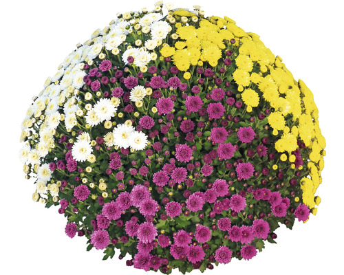 Krysantemum Party Trio FLORASELF Chrysanthemum indicum mix Ø32cm omkrets planta ca 70cm