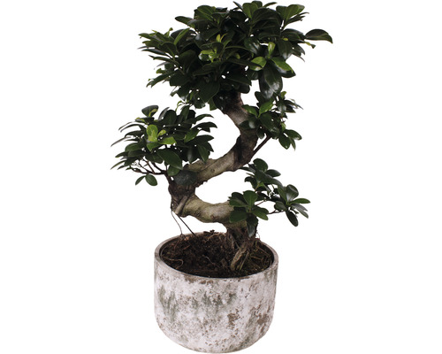 Citronfikus S-Shape FLORASELF Ficus microcarpa Ginseng ca 60xØ23cm inkl. keramikkruka Deep Forest