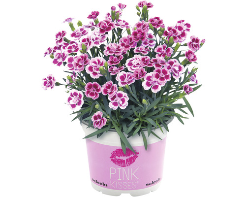 Nejlika Dianthus caryophyllus Pink Kisses Ø11cm