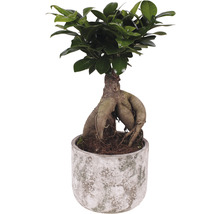 Citronfikus FLORASELF Ficus microcarpa Ginseng 30-35xØ15cm inkl. keramikkruka Deep Forest-thumb-0
