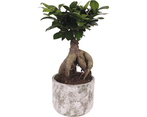 Citronfikus FLORASELF Ficus microcarpa Ginseng 30-35xØ15cm inkl. keramikkruka Deep Forest-0